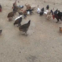 مرغ و خروس|حراج|دهدشت, |دیوار