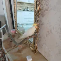 عروس هلندی