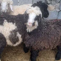 8 عدد بره برای پروار