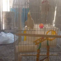 عروس هلندی
