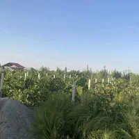 باغ انگور و میوه|فروش زمین و ملک کلنگی|محمدبار, |دیوار