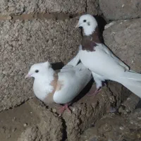 کبوتر طوقی