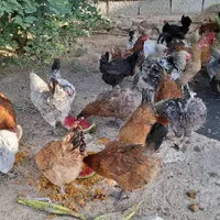 فروش مرغ|حیوانات مزرعه|بوشهر, |دیوار