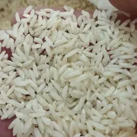 برنج  علی کاظمی درود لرستان