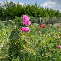 نیازمند کارگر کار های کشاورزی