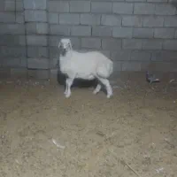 بره|حیوانات مزرعه|بافت, |دیوار