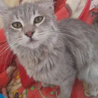 گربه|گربه|تهران, حر|دیوار