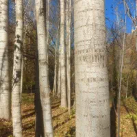 درخت صنوبر|خدمات باغبانی و درختکاری|سردشت, |دیوار