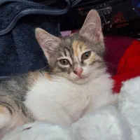 واگذاری گربه رایگان|گربه|رشت, کوی مهر|دیوار