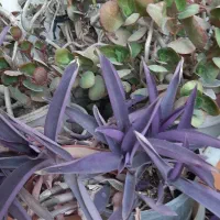 همه گلدون ها باهم فقط ۳ تومن|گل و گیاه طبیعی|اصفهان, سرچشمه|دیوار