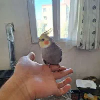 عروس هلندی نر