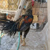 جوجه لاری زیرسال دونگ بالا|حیوانات مزرعه|قم, آزادگان|دیوار