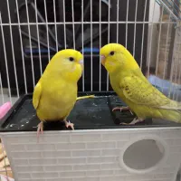 مرغ عشق رنگ خاص