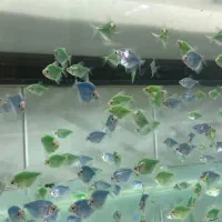 گلو فیش (کالرفیش)|ماهی|اصفهان, شمس آباد|دیوار