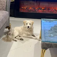 سگ نژاد اشپیتز|سگ|مشهد, استاد یوسفی (شهرک غرب)|دیوار