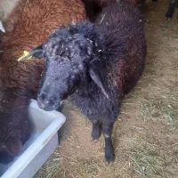 بره نر|حیوانات مزرعه|نوشین شهر, |دیوار