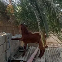 سلام یک عدد بز برای فروش دارم