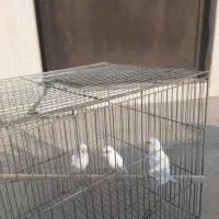 مرغ عشق سفید خالص|پرنده|بابلسر, |دیوار