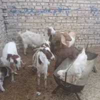 بزدورگ جوان|حیوانات مزرعه|جوادآباد, |دیوار