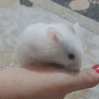 همسترهای بازیگوش و رام