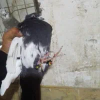 کبوتر کله دمبی سوسنگرد|پرنده|سوسنگرد, |دیوار