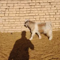 کهره نر۶ تومن بزچپش،کولارپازن گیسه میش،قوچ