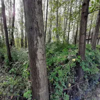 فروش چوب صنوبر در آستانه