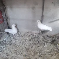 کفتر|پرنده|شیراز, شهرک پرواز|دیوار