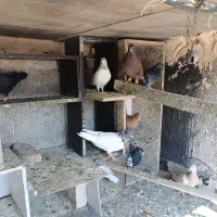 کفتر|پرنده|فولادشهر, B2|دیوار