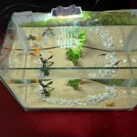 اکواریوم و ماهی گوپی|ماهی|زاهدان, |دیوار