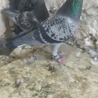 جفت کوهی..کبوتر