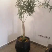 درختچه|گل و گیاه طبیعی|تهران, ازگل|دیوار