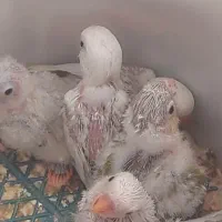 گرینچیک و کوتوله سرلاکی