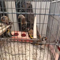 سهره  نر|پرنده|محمدیه-قزوین, |دیوار