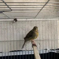 یک جفت قناری|پرنده|بانه, |دیوار