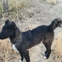 سگ ماده|سگ|مرودشت, فرهنگ|دیوار