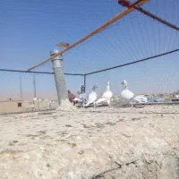 کفتر پلاکی ماده|پرنده|شیراز, قلعه نو|دیوار