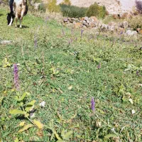 گاو|حیوانات مزرعه|سراب, |دیوار