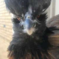 جوجه مرغ نژاد سلطان رنگ سیاه