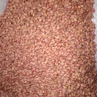 بذر گندم آبی پیشگام