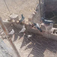 کبوتر رنگی و المانی|پرنده|جلگه رخ, |دیوار