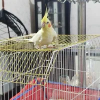 عروس هلندی لوتینو