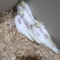 عروس هلندی لوتینو|پرنده|دزفول, |دیوار