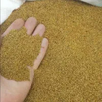 شبدربرسیم ضمانتی...یونجه کریس asl