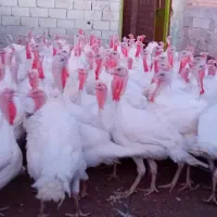 بوقلمون کشتاری