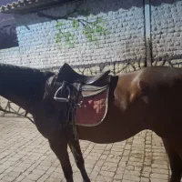 مادیان جوان خوش اخلاق
