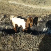 دوعدد بزماده