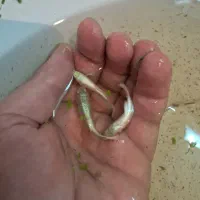 گوپی خاص کلکسیونی|ماهی|کرمان, |دیوار