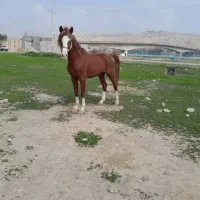 آراس