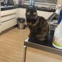 گربه بریتیش اصیل